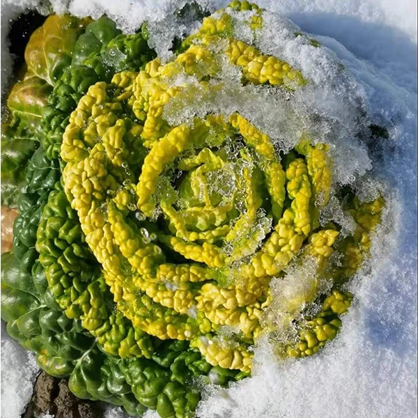 【满五包包邮】黄心乌菜乌塌菜种种子种籽四季白菜冬天青菜蔬菜子