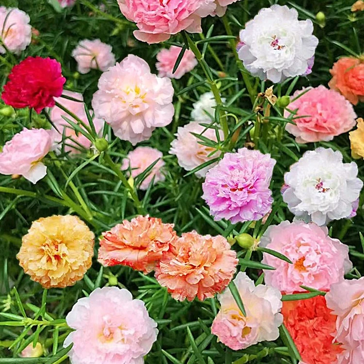 3.99元【1000粒】重瓣太阳花种子四季开花盆栽耐寒易活绿植花卉种籽