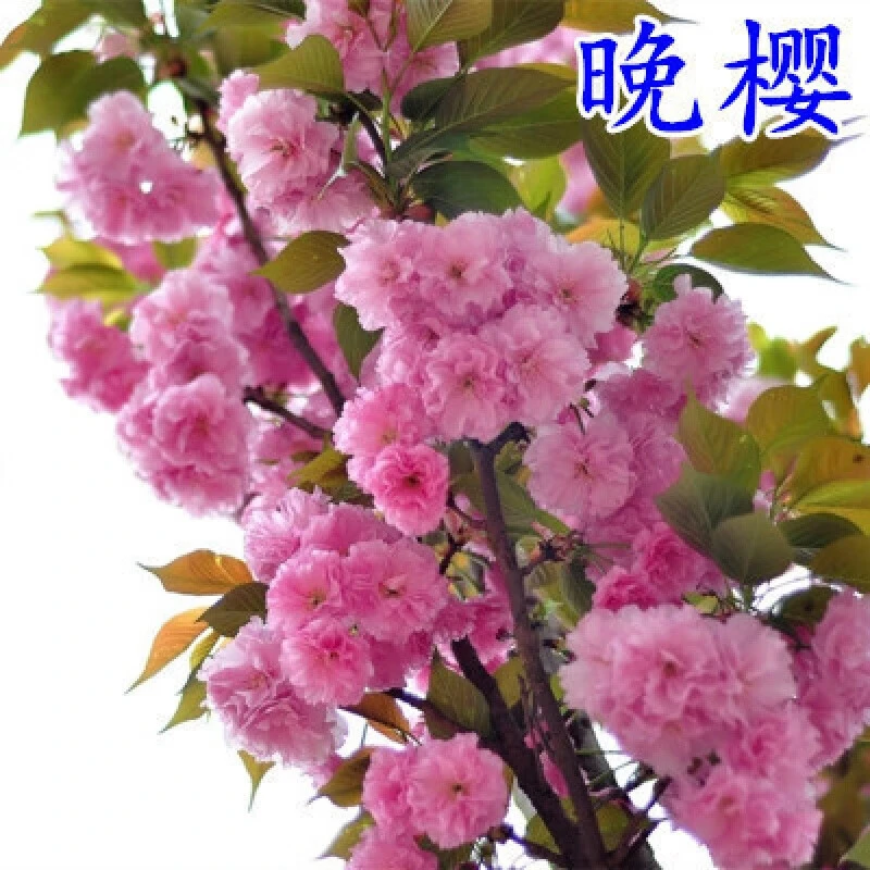 日本樱花树苗庭院种植嫁接大盆栽别墅名贵四季风景园林