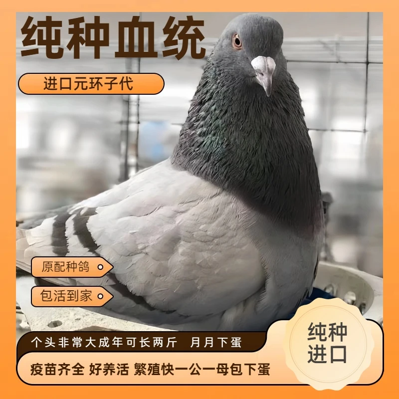 鸽子活苗出售进口美国纯种巨型落地王肉鸽乳鸽幼鸽观赏鸽子活鸽