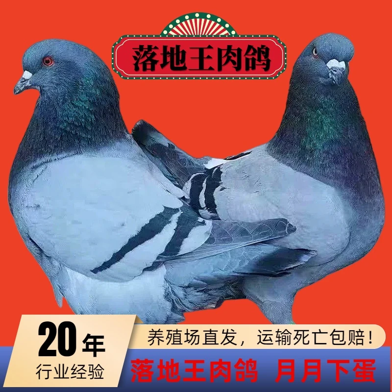 鸽子大体落地王肉鸽乳鸽青年批发红鸽子鸽子