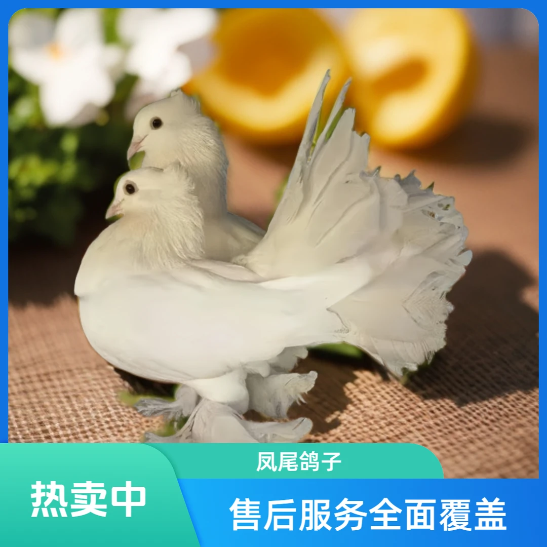 鸽子活苗凤尾鸽子孔雀鸽白色青年凤尾鸽幼鸽子活的发货包邮羽毛