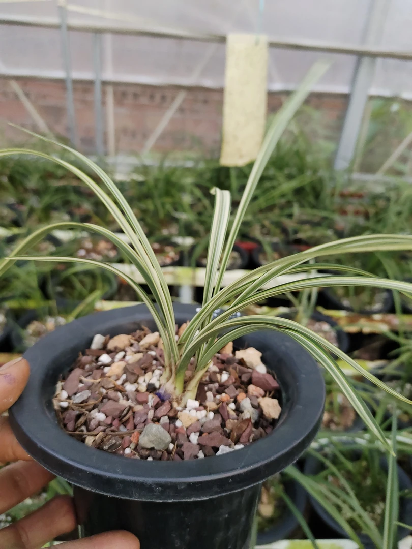 春兰军旗不带花包3苗