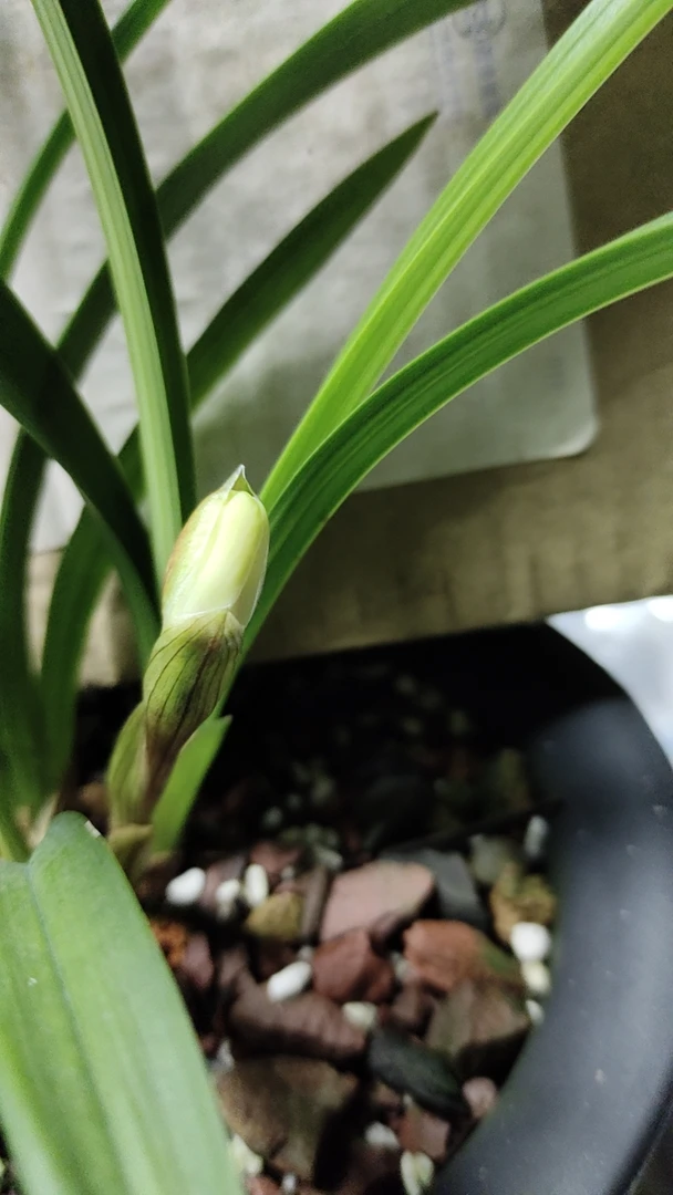 高山春兰漂亮的色花