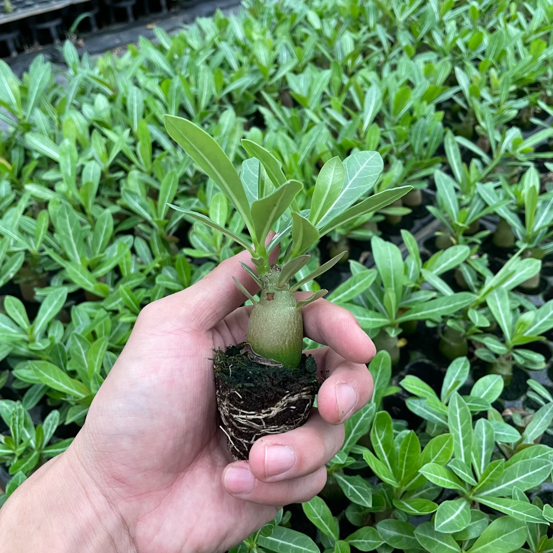沙漠玫瑰修剪小苗