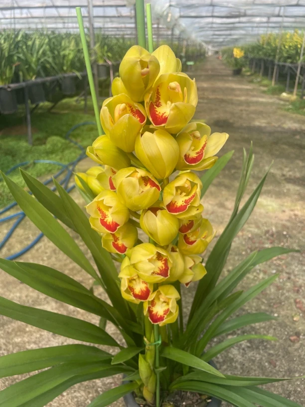 大花惠兰 (蝶影）年宵花室内 花苞满满