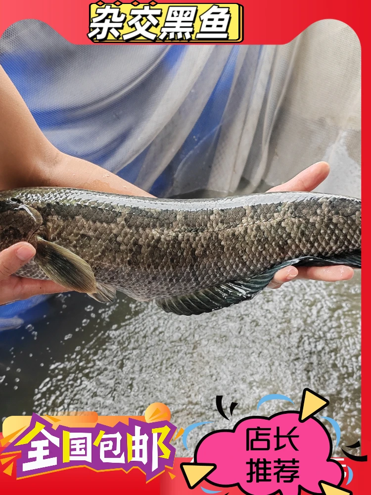 黑鱼 财鱼 批发乌鱼 黑鱼 生鱼淡水养殖活体黑鱼鲜活特大