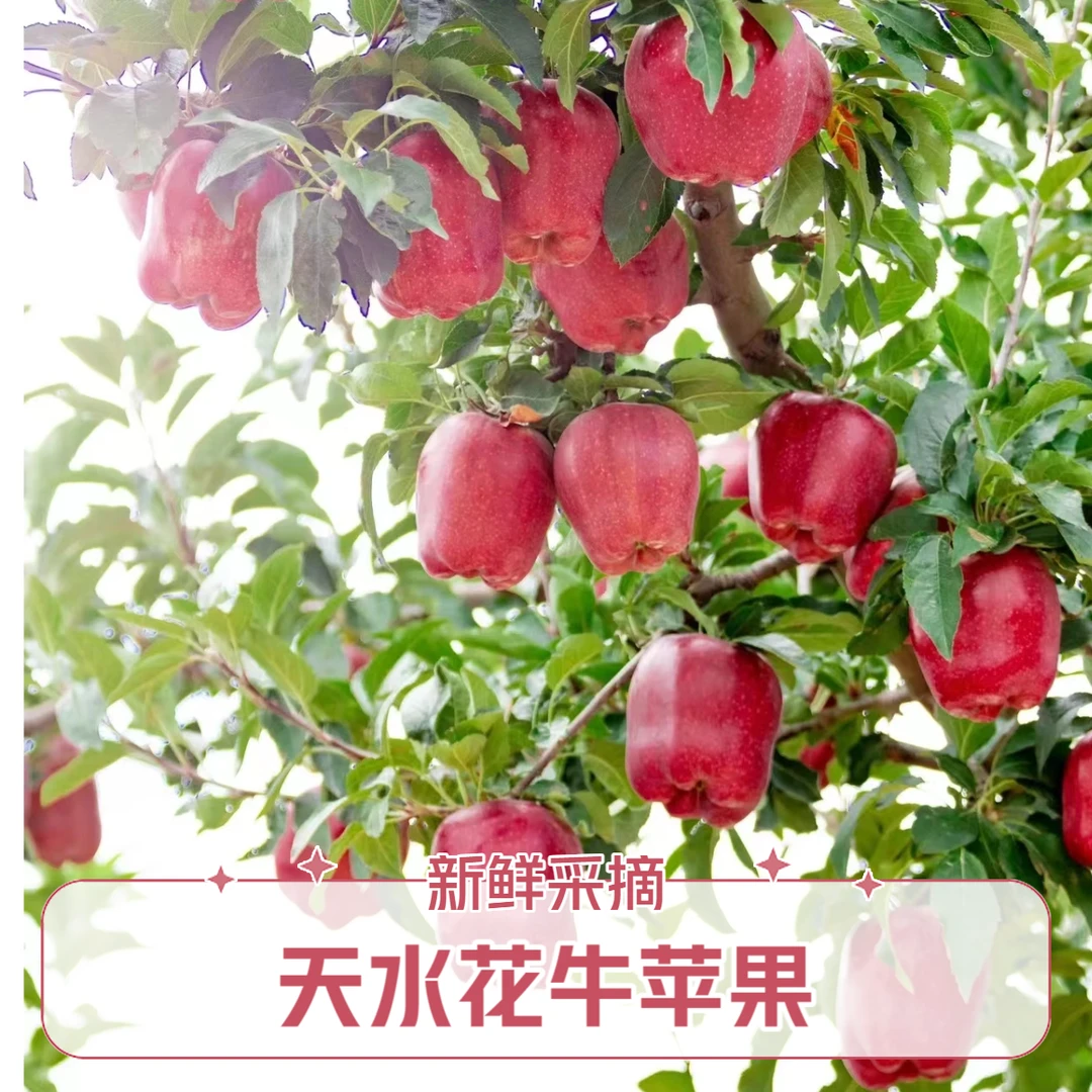 正宗天水花牛苹果 香甜多汁 美味可口 产地直发 老少皆宜