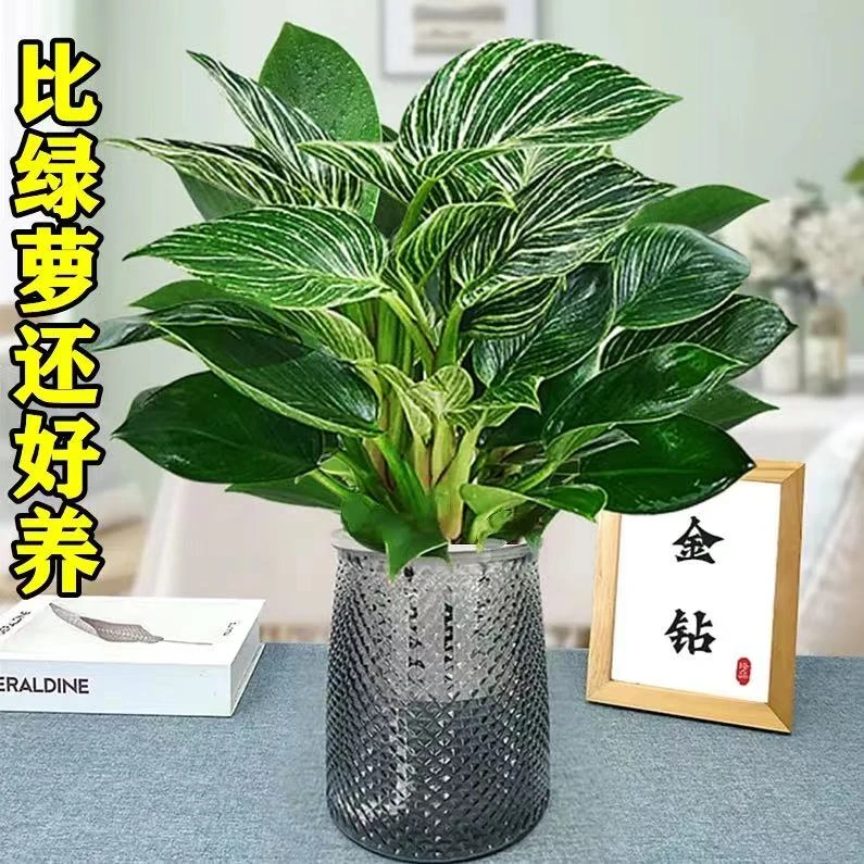 铂金钻绿公主盆栽蔓绿绒室内桌面摆放绿植客厅办公室四季常青植物