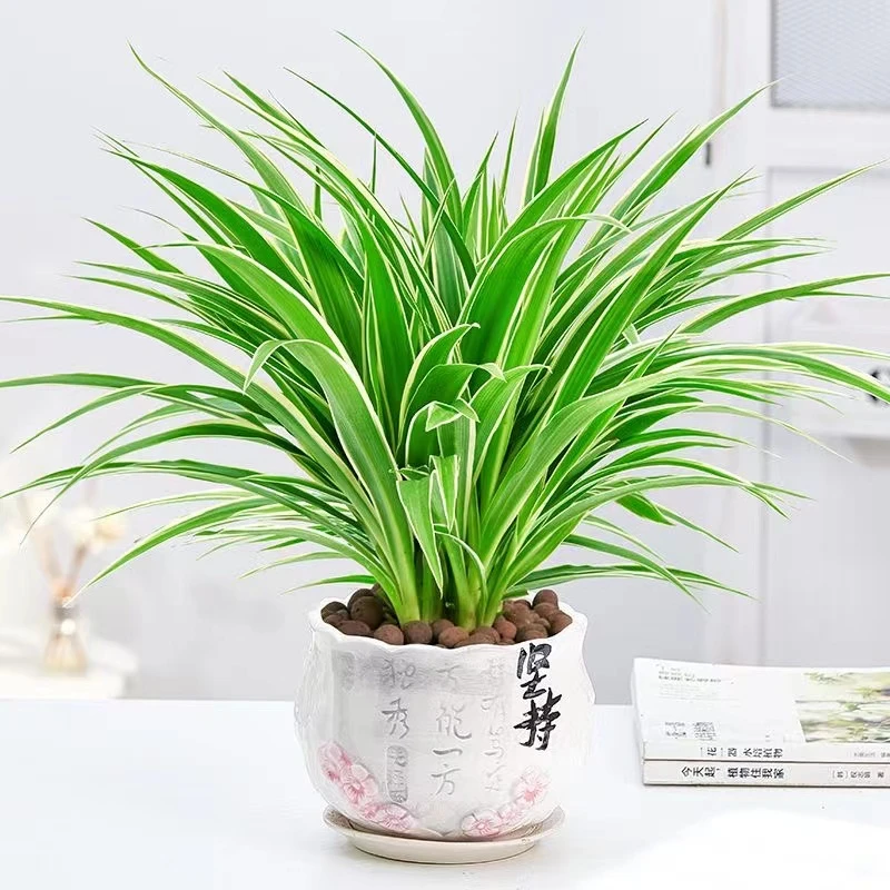 金边吊兰金心吊兰盆栽绿植花卉植物可净化空气吸甲醛开花植物夏季