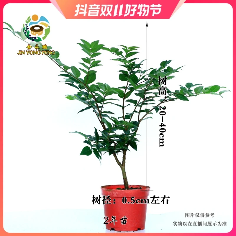 JIN YONG PENG/金永鹏四季红妃杯苗 阳台客厅办公室好养盆栽好养