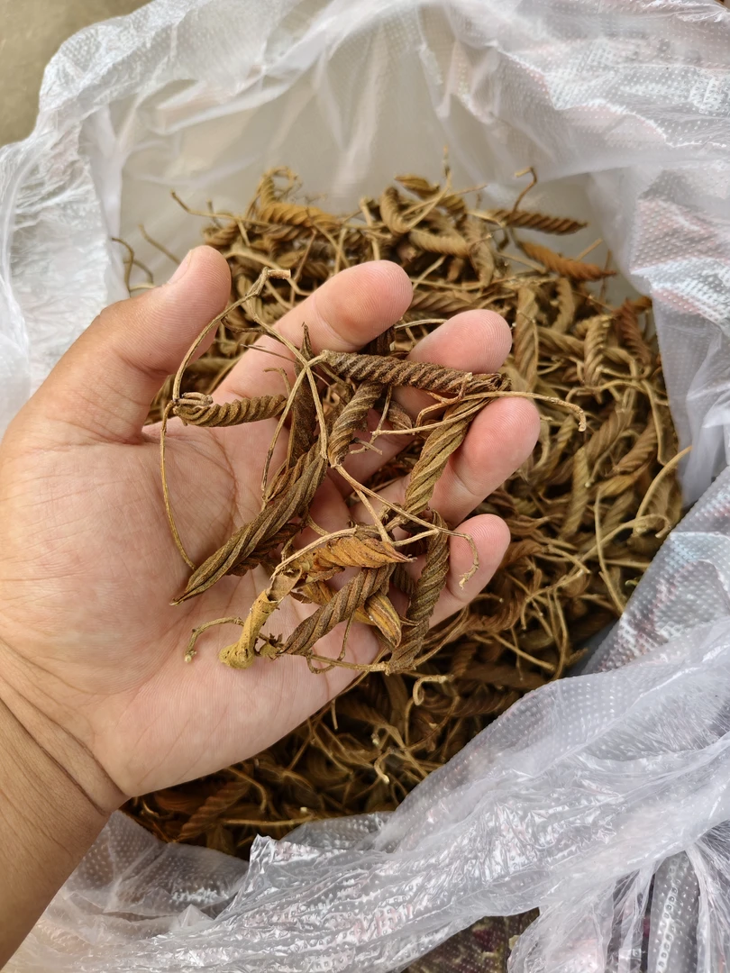 边城土特----䖝草王