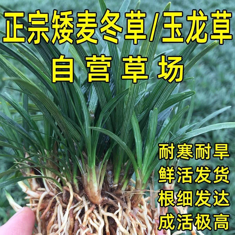 冬草玉龙草庭院绿化草皮四季常绿草坪花园草苗园林冬草
