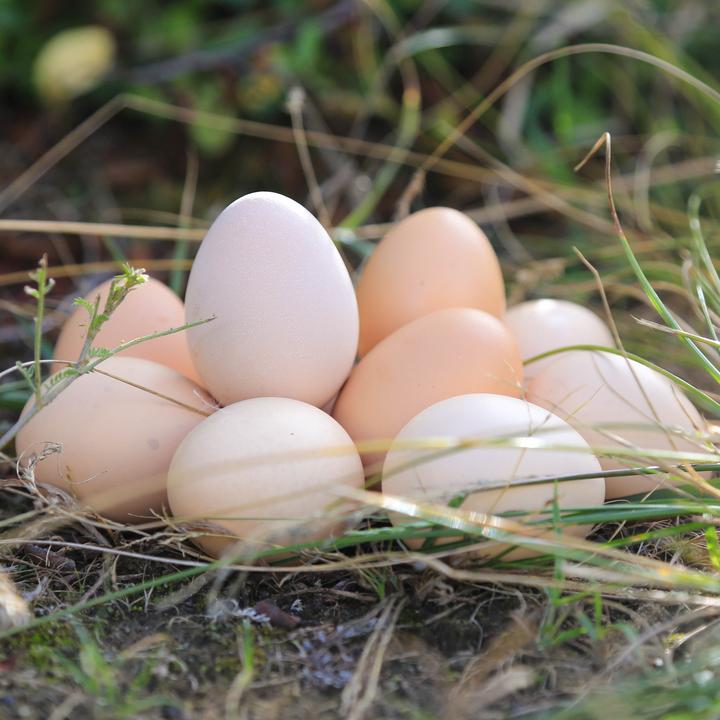 西藏本地高原藏鸡蛋土鸡蛋30枚京东空运包邮到家