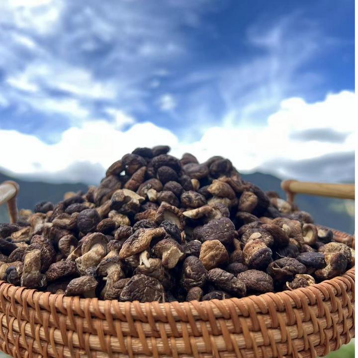 西藏小香菇150g青藏高原农家特产手工采摘森林小香菇珍珠菇