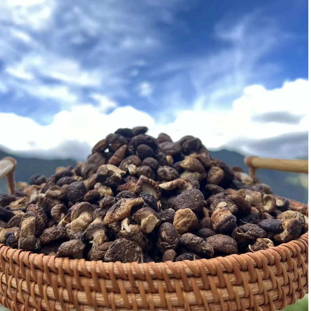 西藏本地发货农家手工采摘小香菇珍珠菇150g炖汤炒菜饺子馅