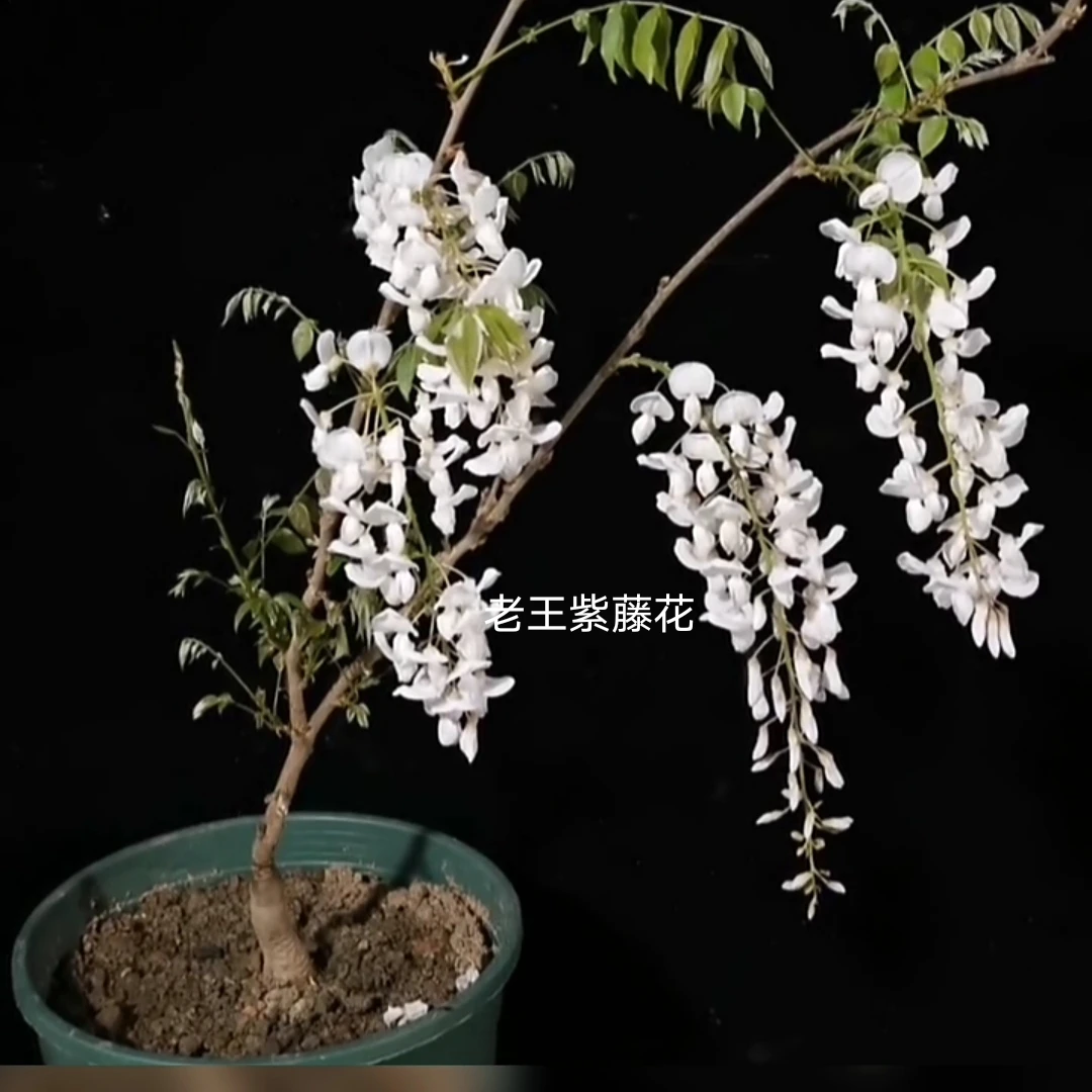 麝香，国产紫藤花期长开花早花浓香，庭院爬藤花卉绿植