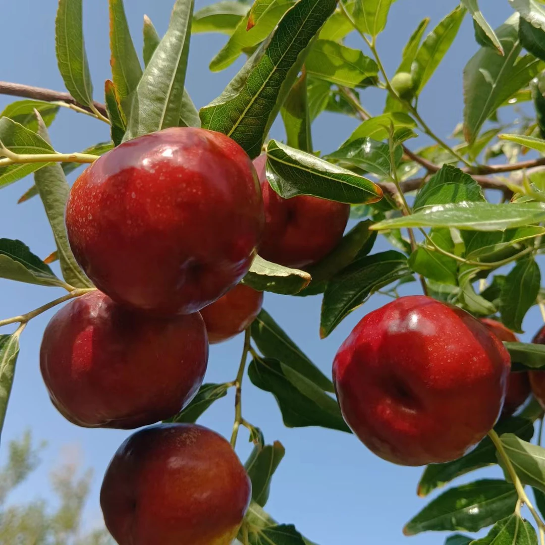 新疆火焰蟠枣酥脆清甜现摘空运发货