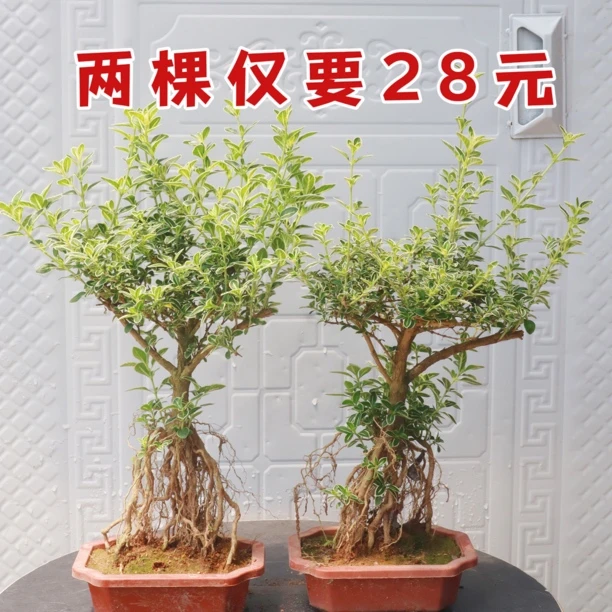 金边六月雪提根老桩开花白色基地直发客厅阳台四季常青