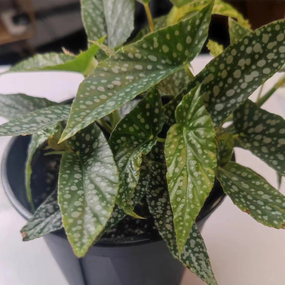初锦 白冰秋海棠 一物一拍 包邮