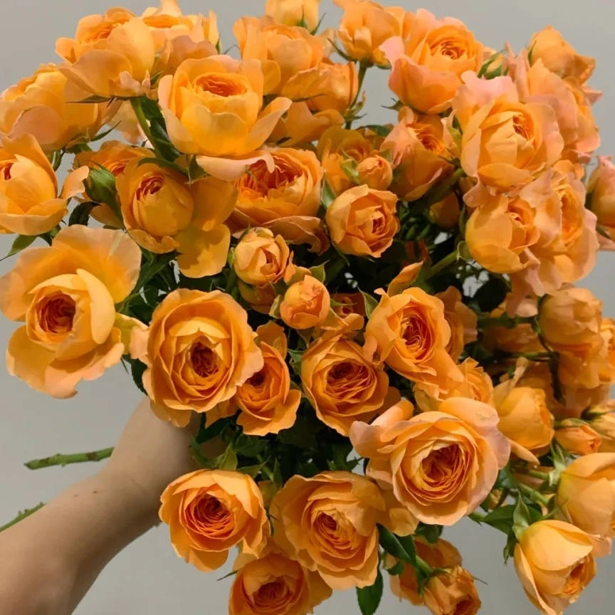 鲜花花拍质检级 果汁阳台多头玫瑰B/C级（只做BC级）