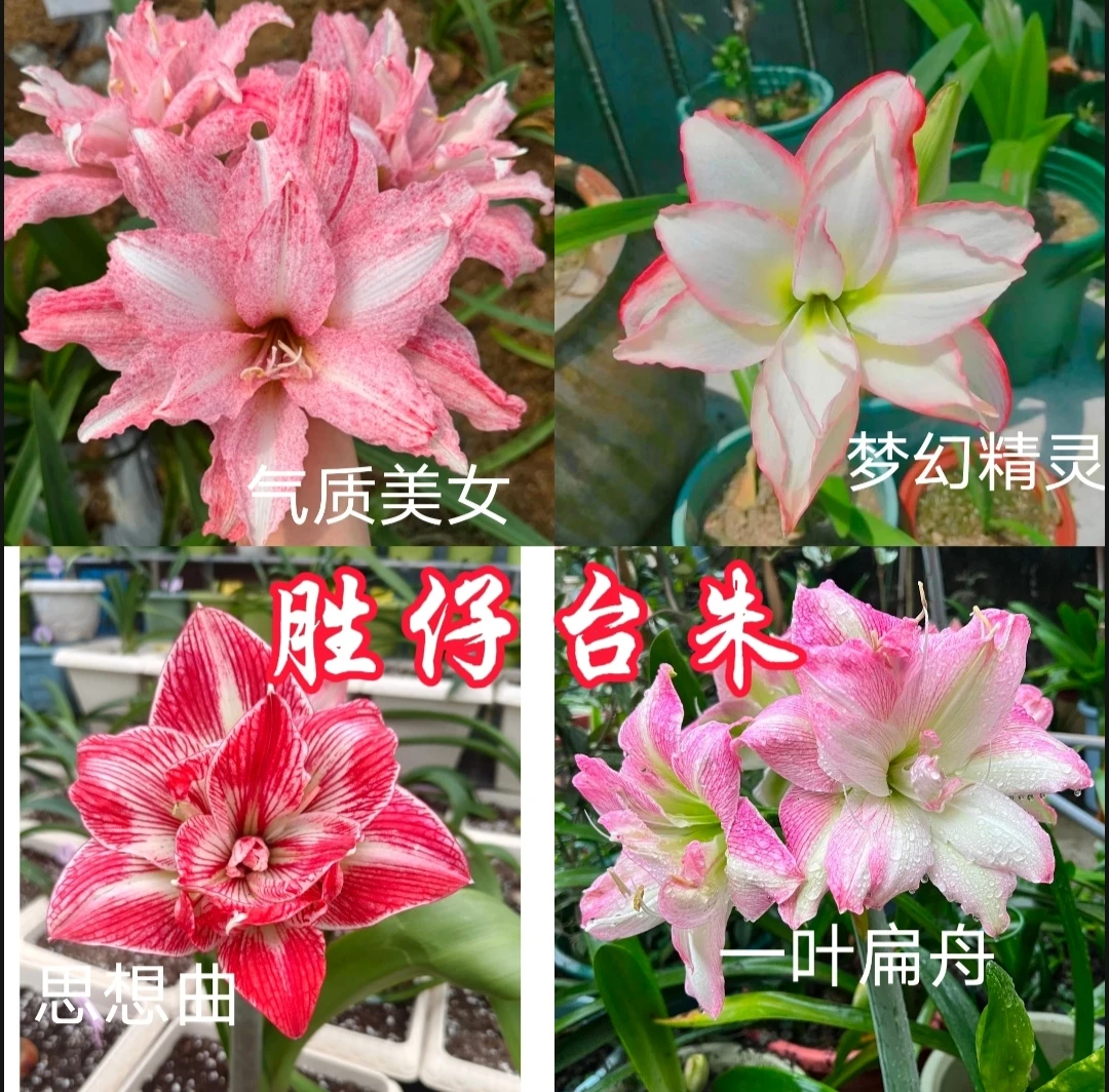 （胜仔花坊）台朱/朱顶红切球苗