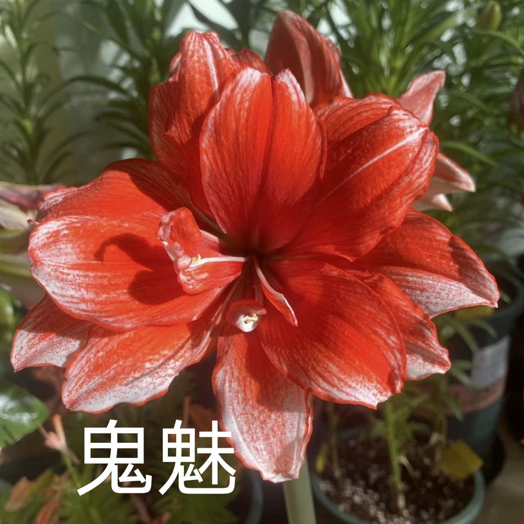 （胜仔花坊）秘鲁/进口朱顶红鬼魅裸球