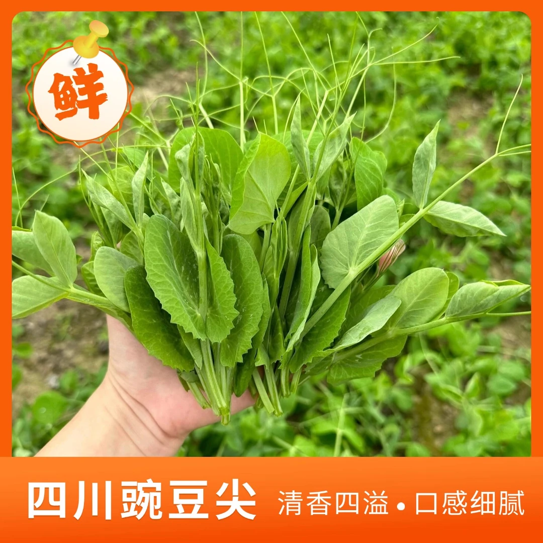 四川豌豆苗豌豆尖儿农家新鲜采摘现发自销龙须菜【1/2/3/4斤】