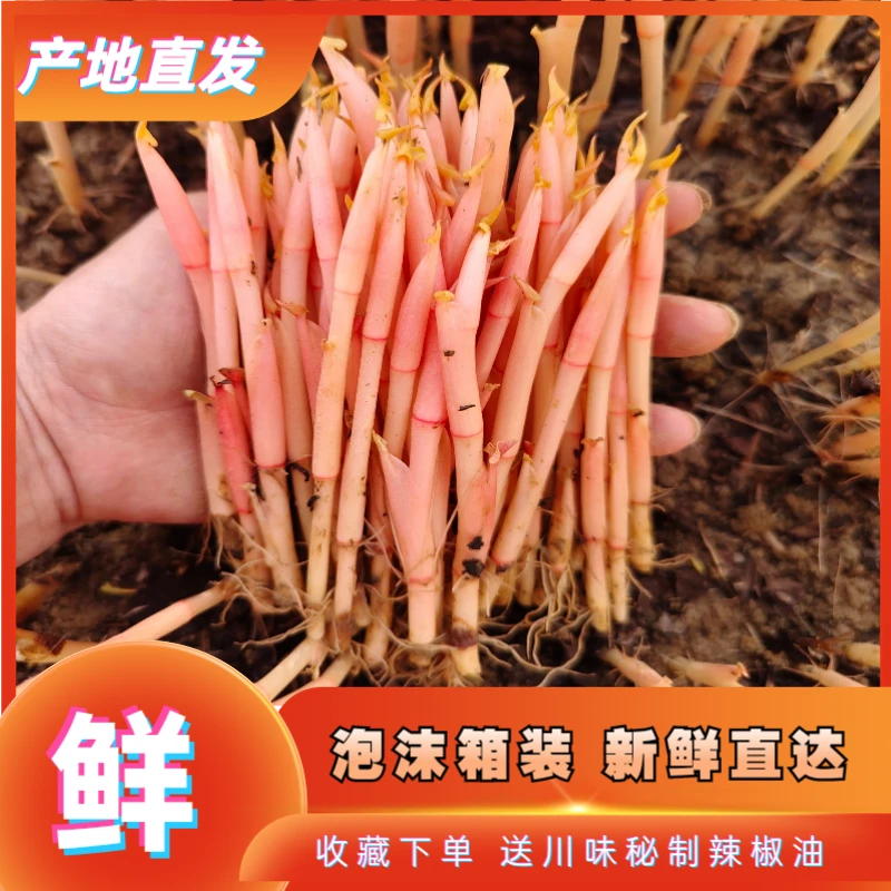 新鲜鱼腥草嫩芽折耳根尖尖四川农家特产现摘现发【1-4斤】