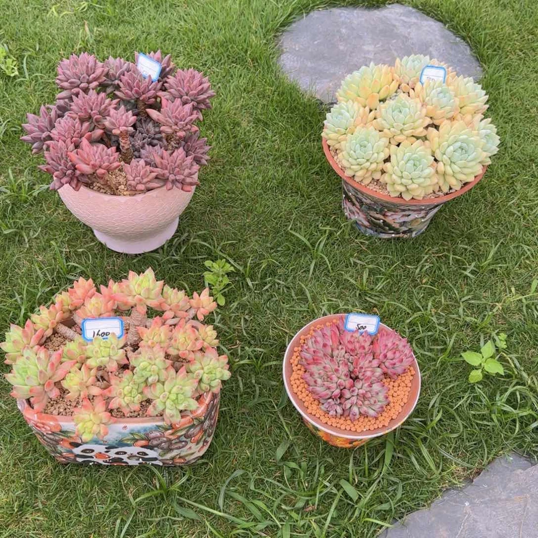 多肉植物套餐 00000