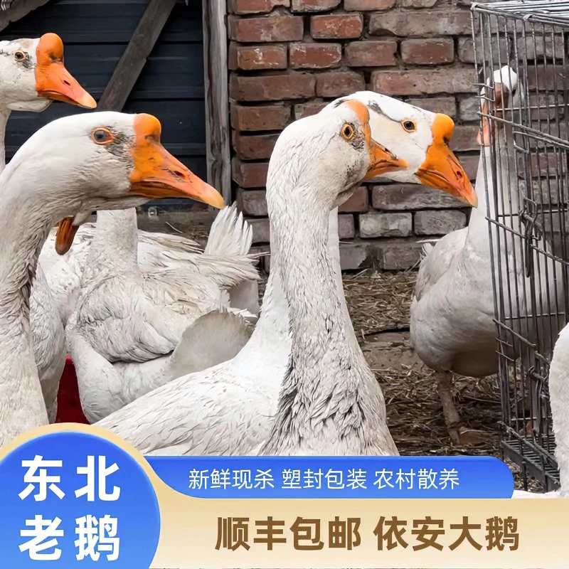 东北老鹅 散养老鹅 肉质紧实 新鲜现杀 顺丰空运