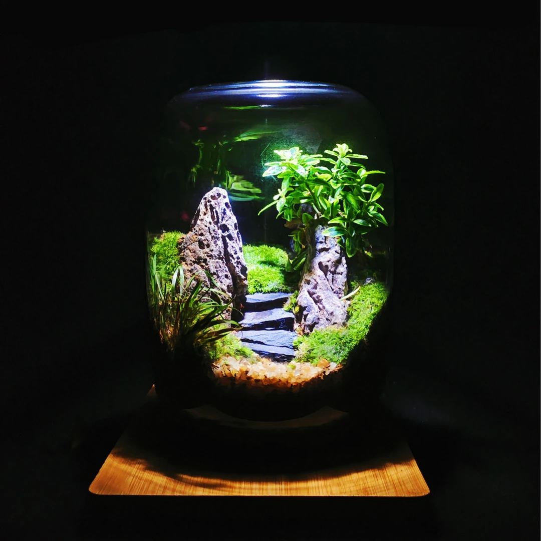 【浇一盆友】遇见青山精品观赏苔藓微景观绿植绿色耐旱造景步步高升