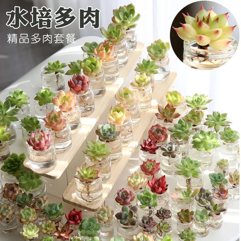 水培精品多肉植物盆栽桌面摆件{80款多肉组合套餐随机发货}女生