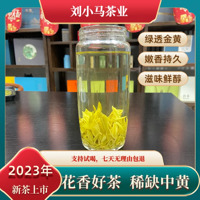 【月末冲量福利】23年安吉刘小马稀缺茶种（中黄1号）黄金芽花香鲜爽