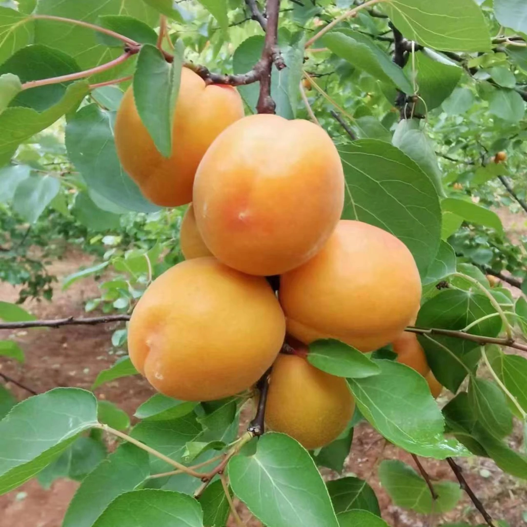 河南杏子大黄杏金太阳杏麦黄杏当季水果新鲜发货5斤