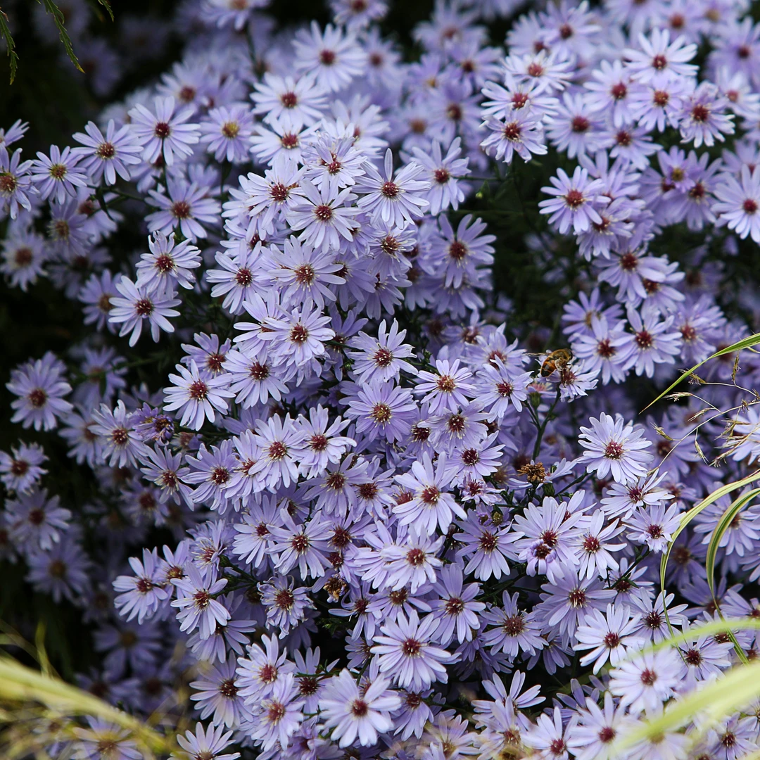 荷兰菊紫菀小卡罗妮可伊娃黛布拉多年生多季开花耐寒耐热盆栽花苗