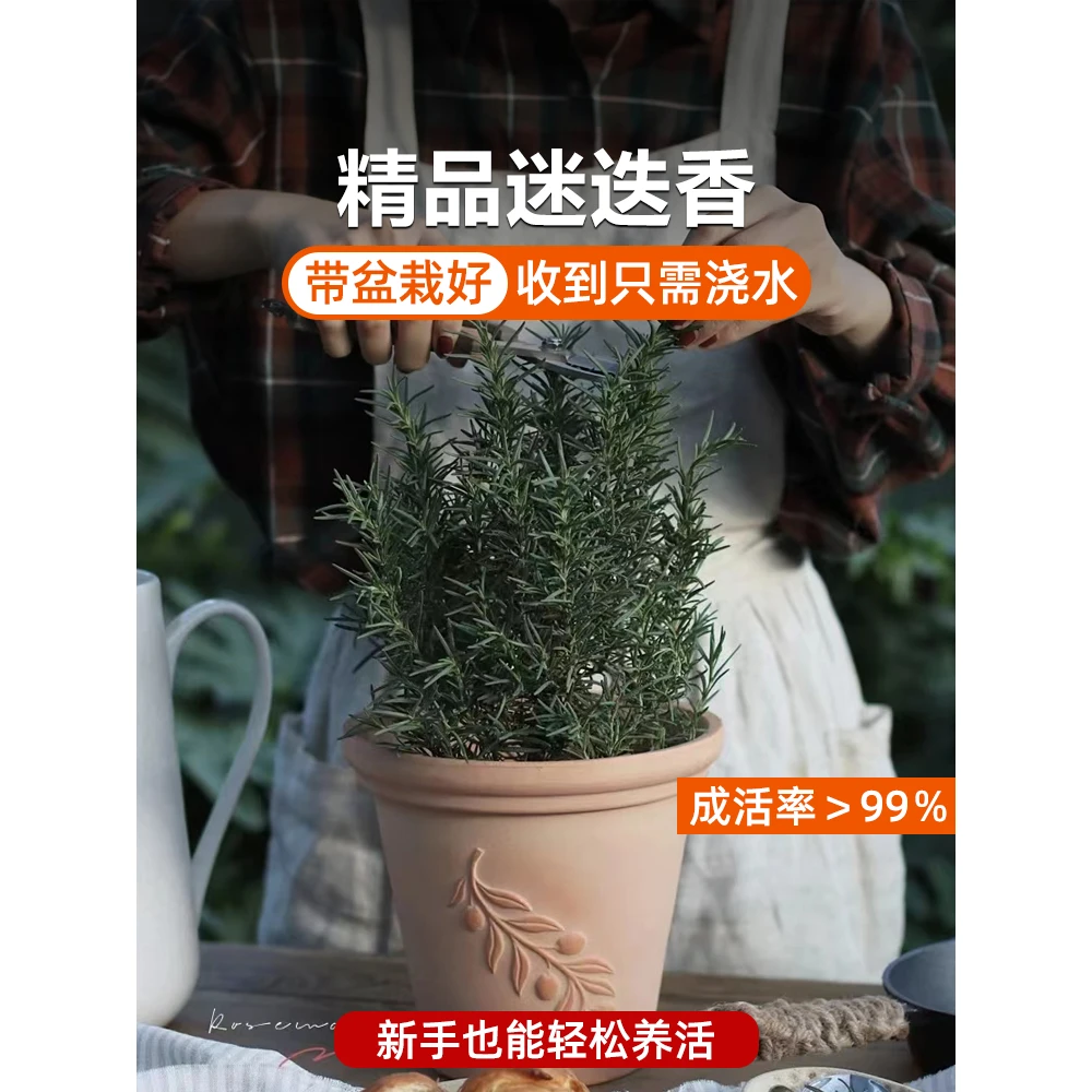 新鲜迷迭香盆栽花苗可食用香料 多年生耐寒庭院香草植物煎牛排用