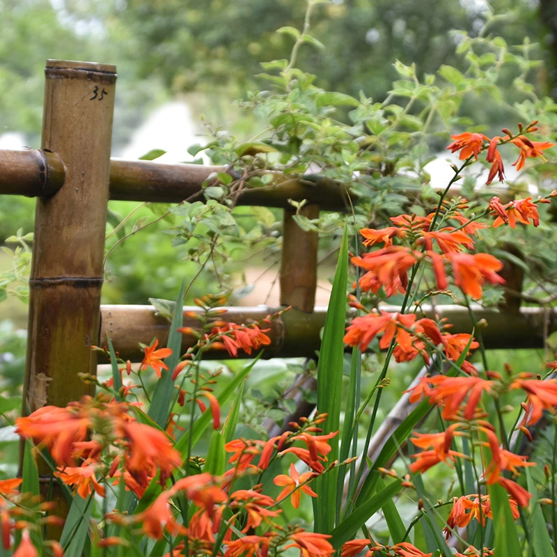 耐热火星花多年生耐寒耐热庭院宿根花卉 花园线条花卉