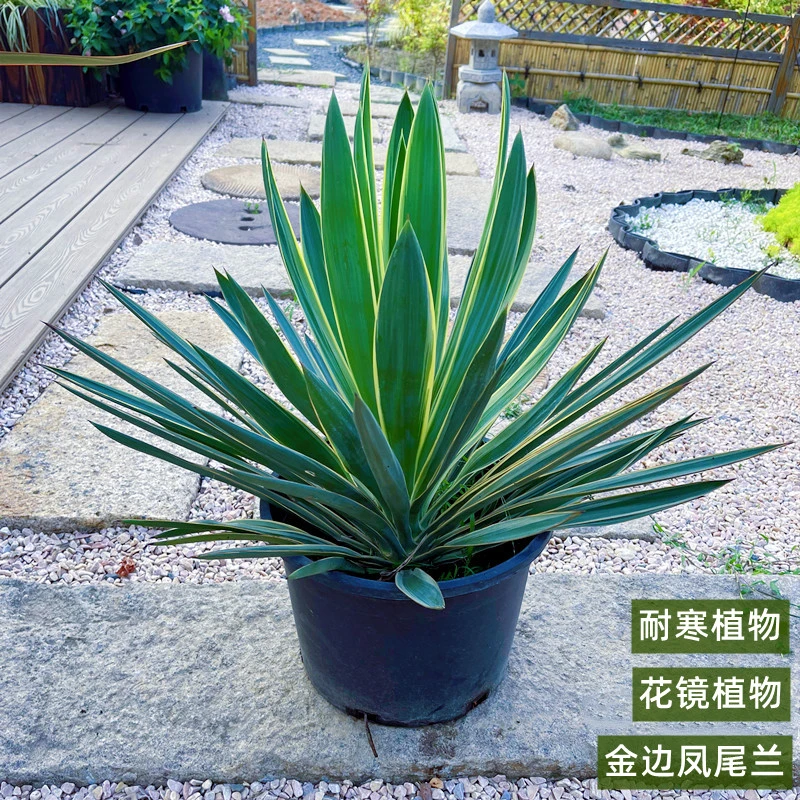 金边凤尾兰金心丝兰花境花园植物多年生耐寒耐热耐旱花卉花园线条