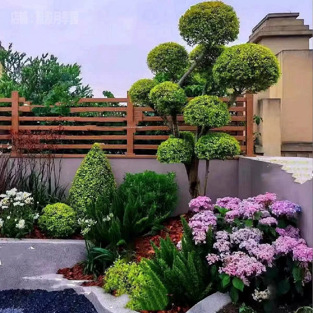 【直播花境单品植物】花园庭院花境植物搭配四季多年生耐热耐寒花卉