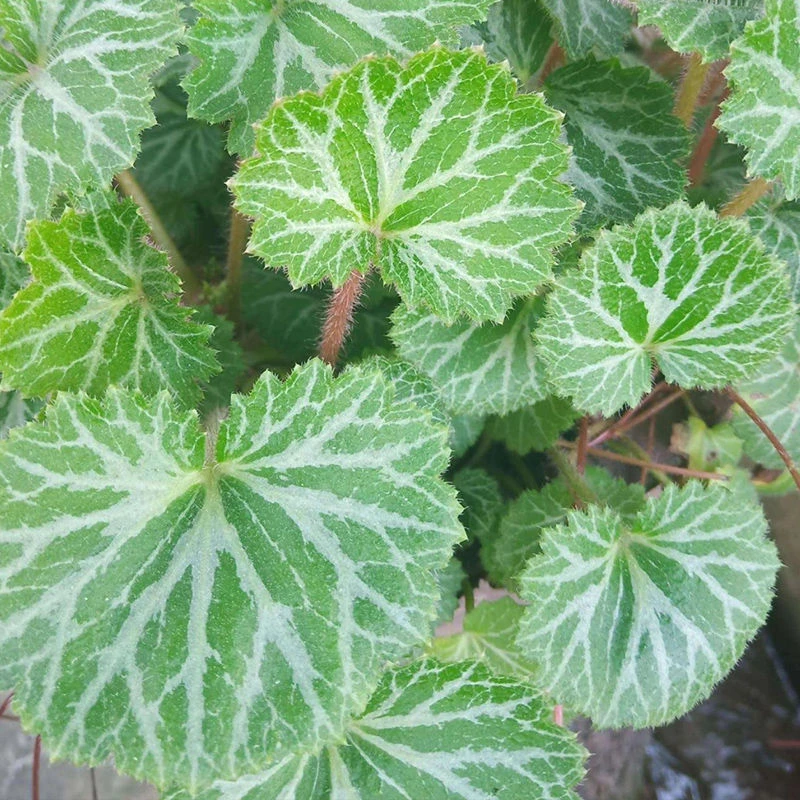 虎耳草多年生宿根耐寒耐阴观叶花园造景境搭配地被覆盖盆栽植物苗