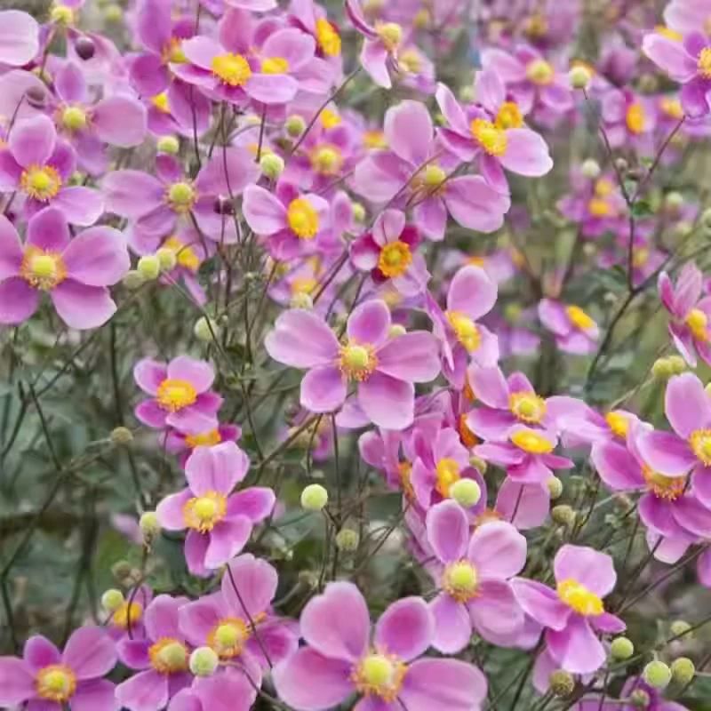 秋牡丹野棉花盆栽多年生宿根耐寒植物银莲花庭院花卉花境花苗花园