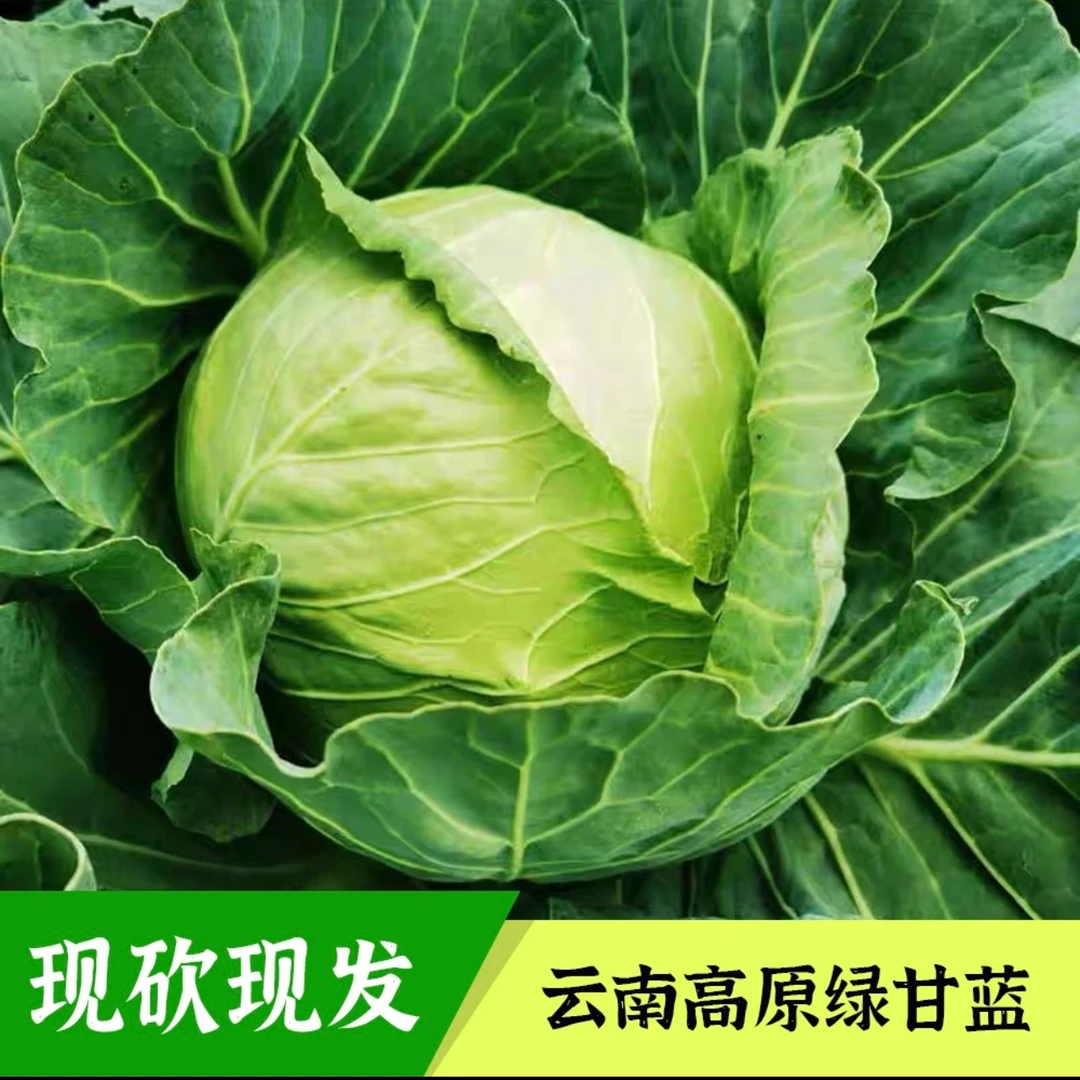 云南高山绿甘蓝脆嫩包菜蔬菜应季新鲜可炒吃煮吃火锅现砍现发