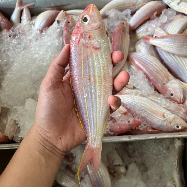 神泉本港野生红杉鱼/金线鱼 3-4条斤左右【广东省内包邮】