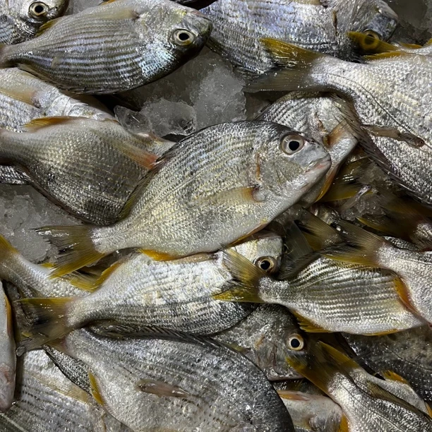 神泉本港新鲜双拖方头鱼