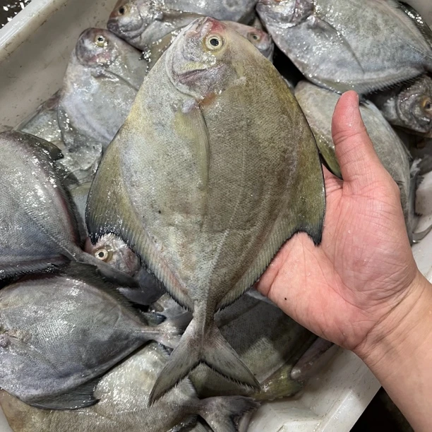 神泉本港野生乌鲳鱼/乌枪鱼 【广东省内包邮】