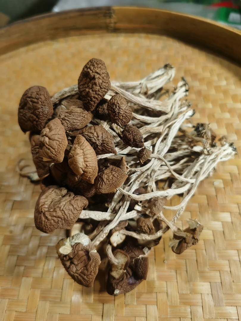不开伞茶树菇干货