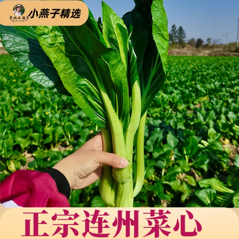 广东清远连州菜心4号迟菜心自然生长清甜 顺丰速达