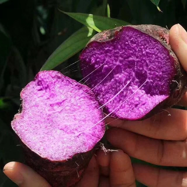 粤北山区-连州新鲜紫淮山现挖5斤装带箱重量真空包装