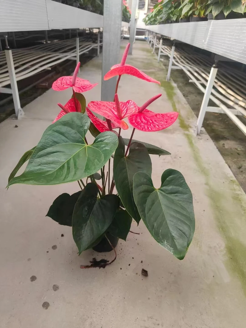 带盆卡萨诺瓦红芯红掌带花苞观花植物水土两培植物净化空气盆栽